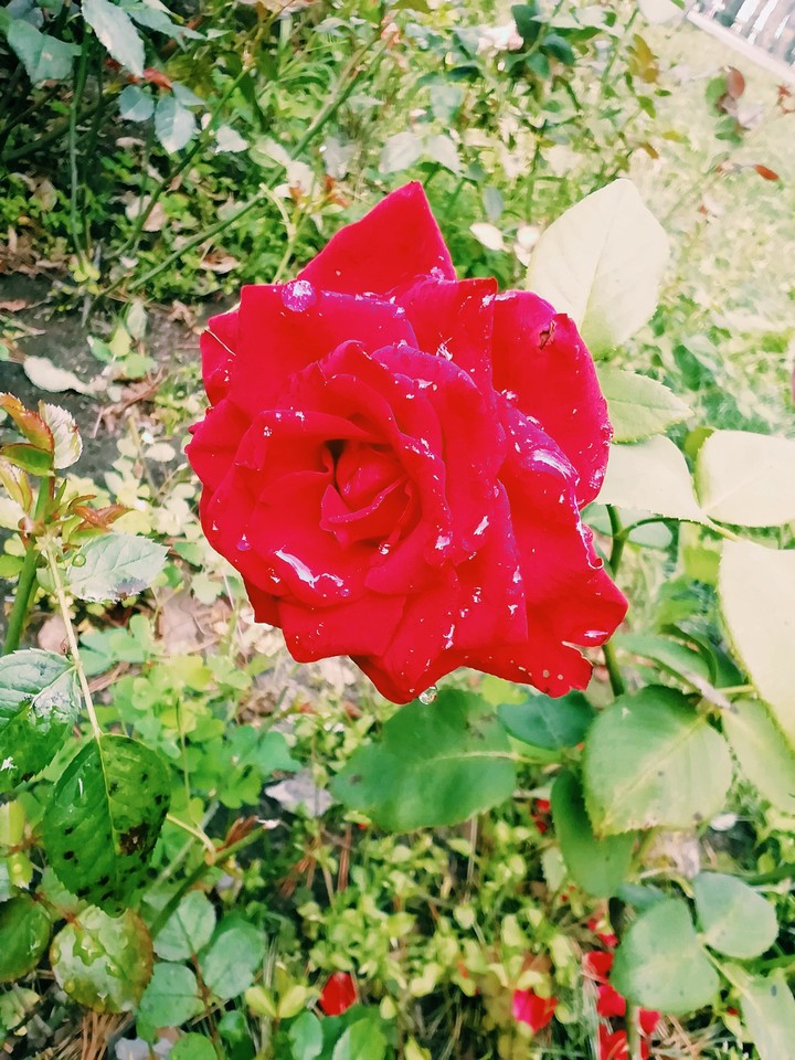 red rose ?