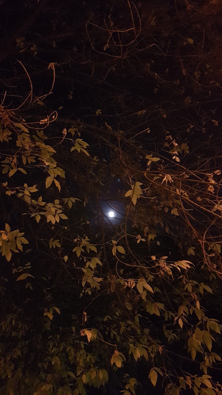 ♪~°•✦The moon of my sky (｡◡‿◡｡❉)•°
