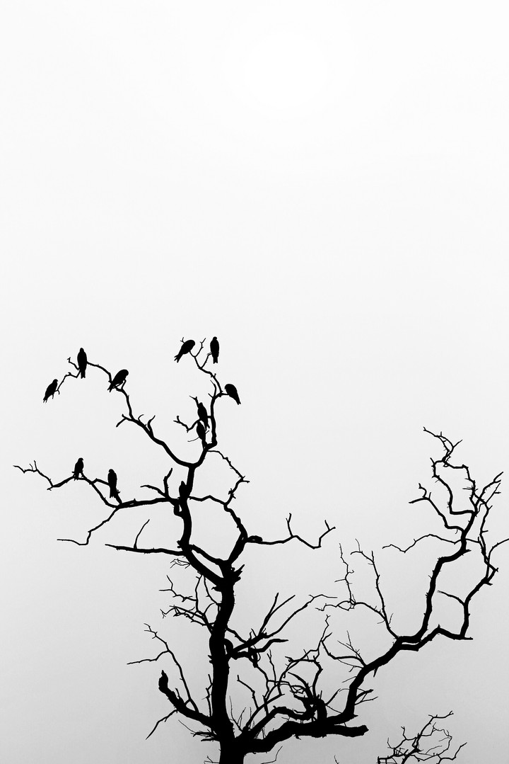 ayushphotography
