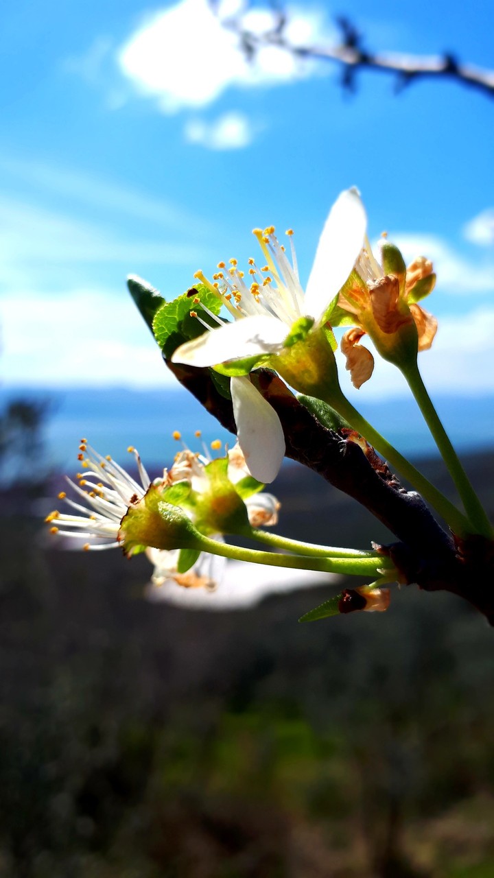Flowers are beautiful.