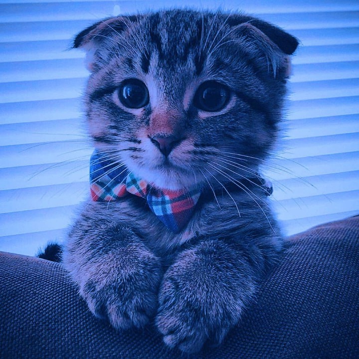 кота