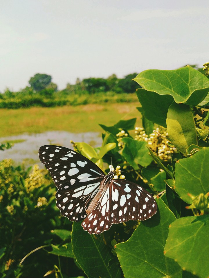 Beautiful butterfly