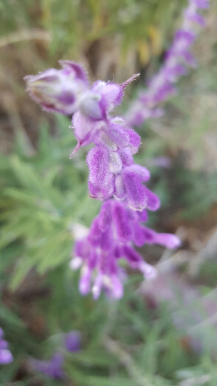 Lavender