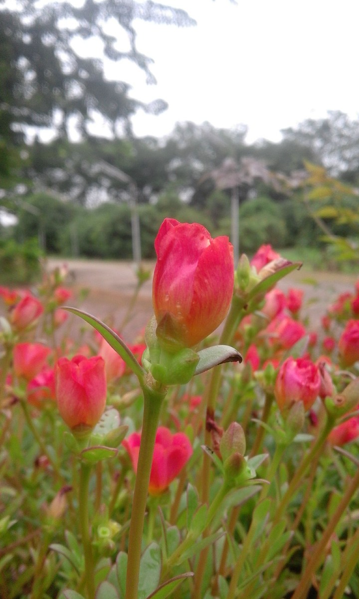 common purslane