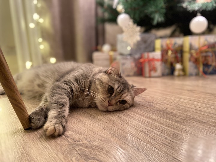 cat