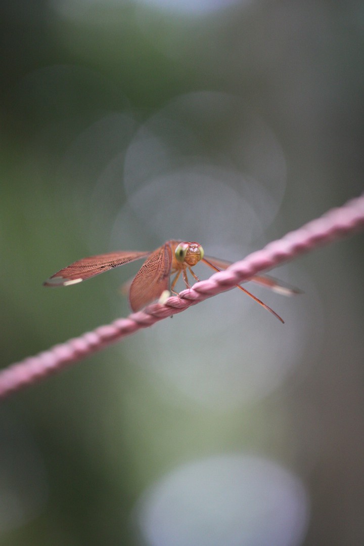 Grasshopper