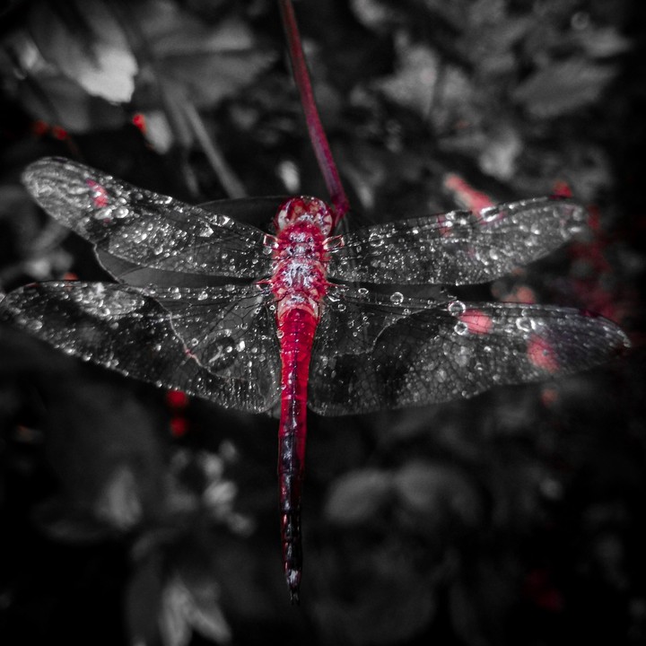 Dragonfly