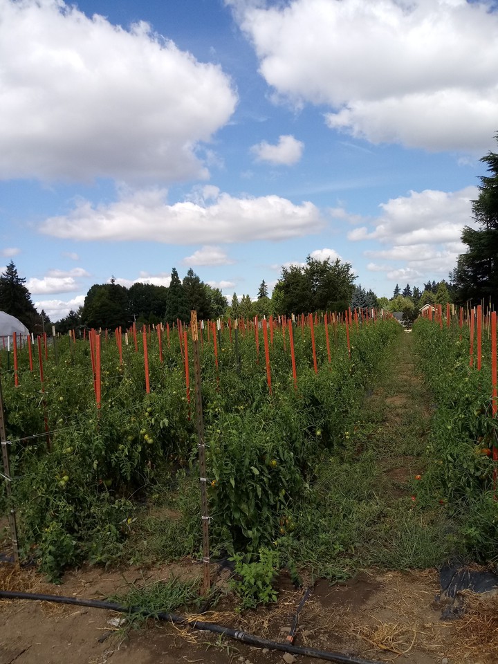 tomatoes in Oregon