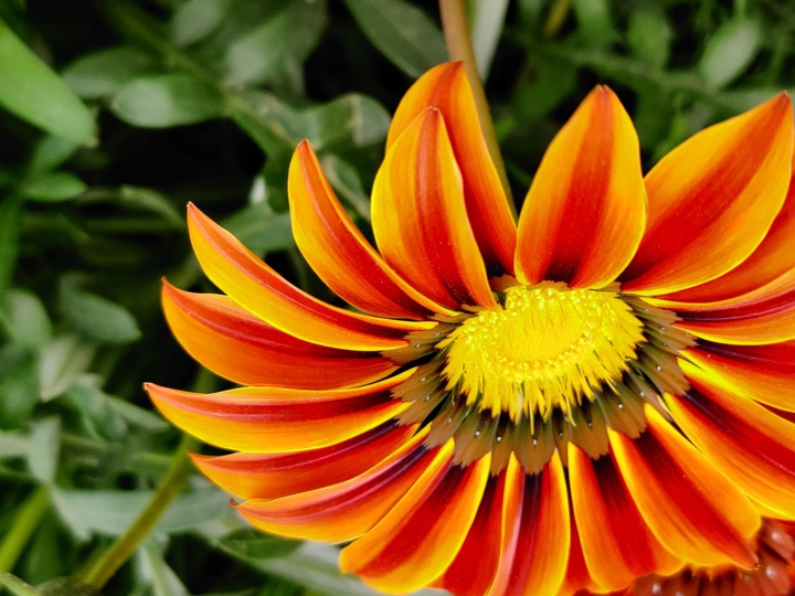 For you, I bloom...