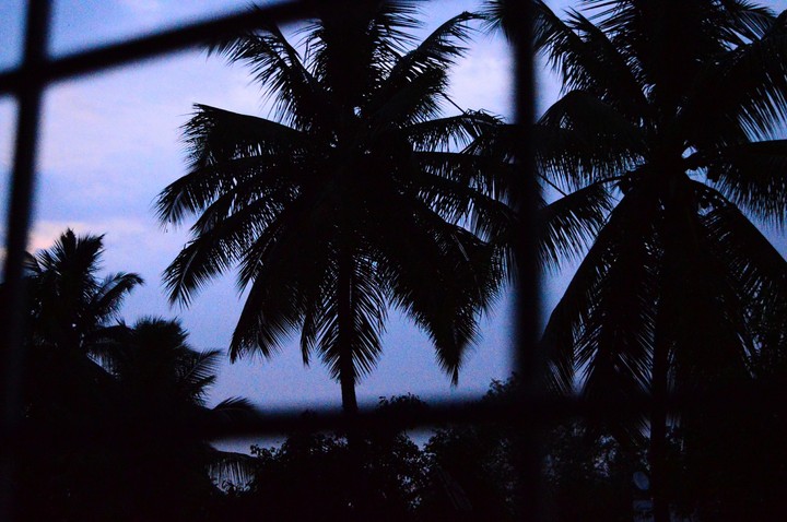 Coconut Tree