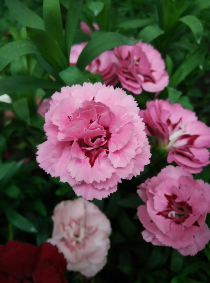 Pink flowers