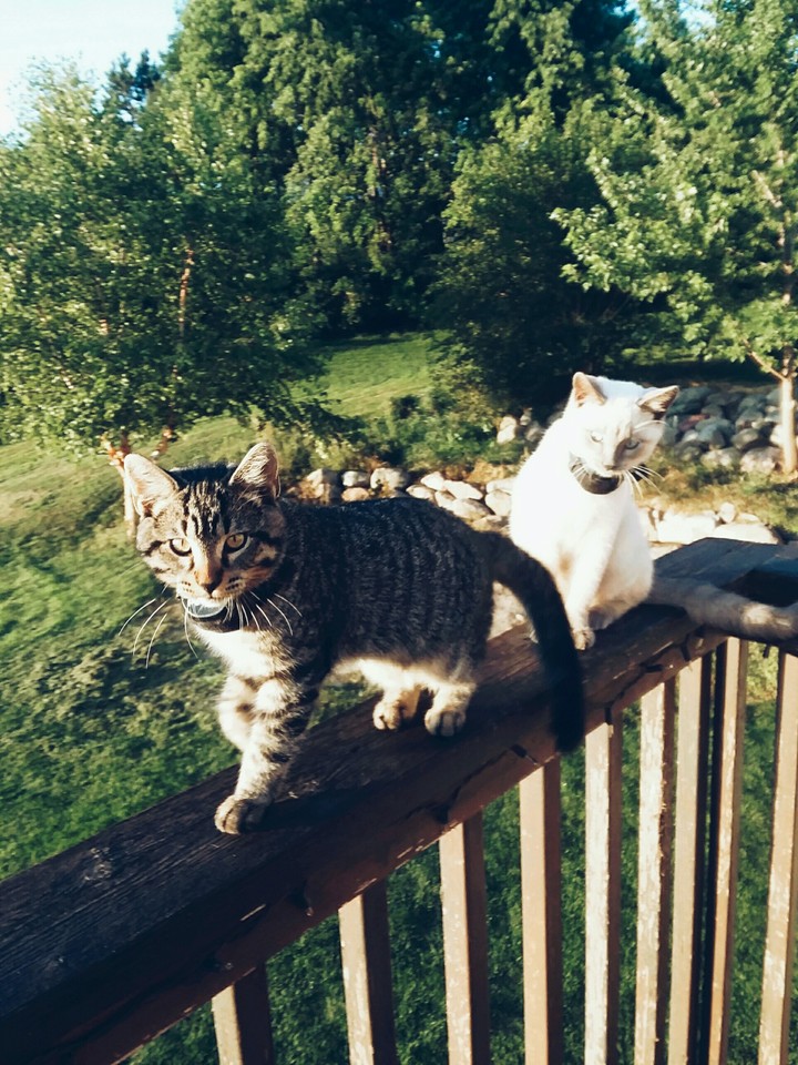 The Tiger & His Brother