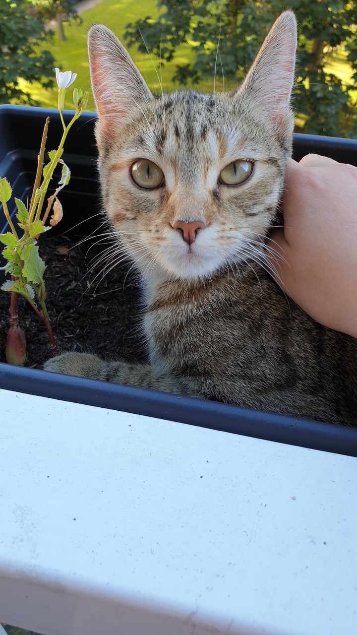 cat in plants