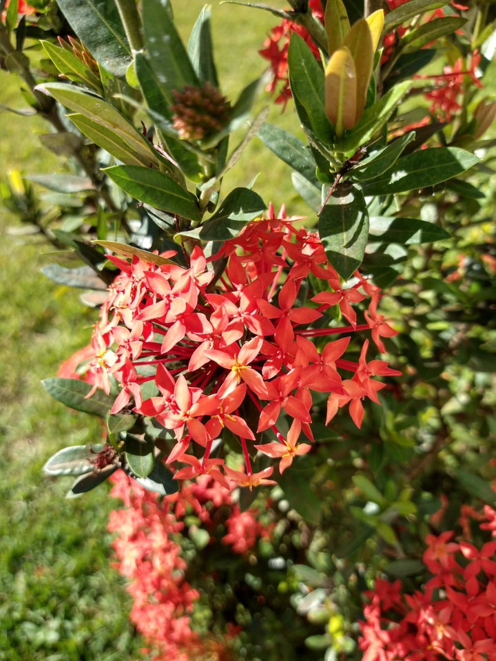 flower