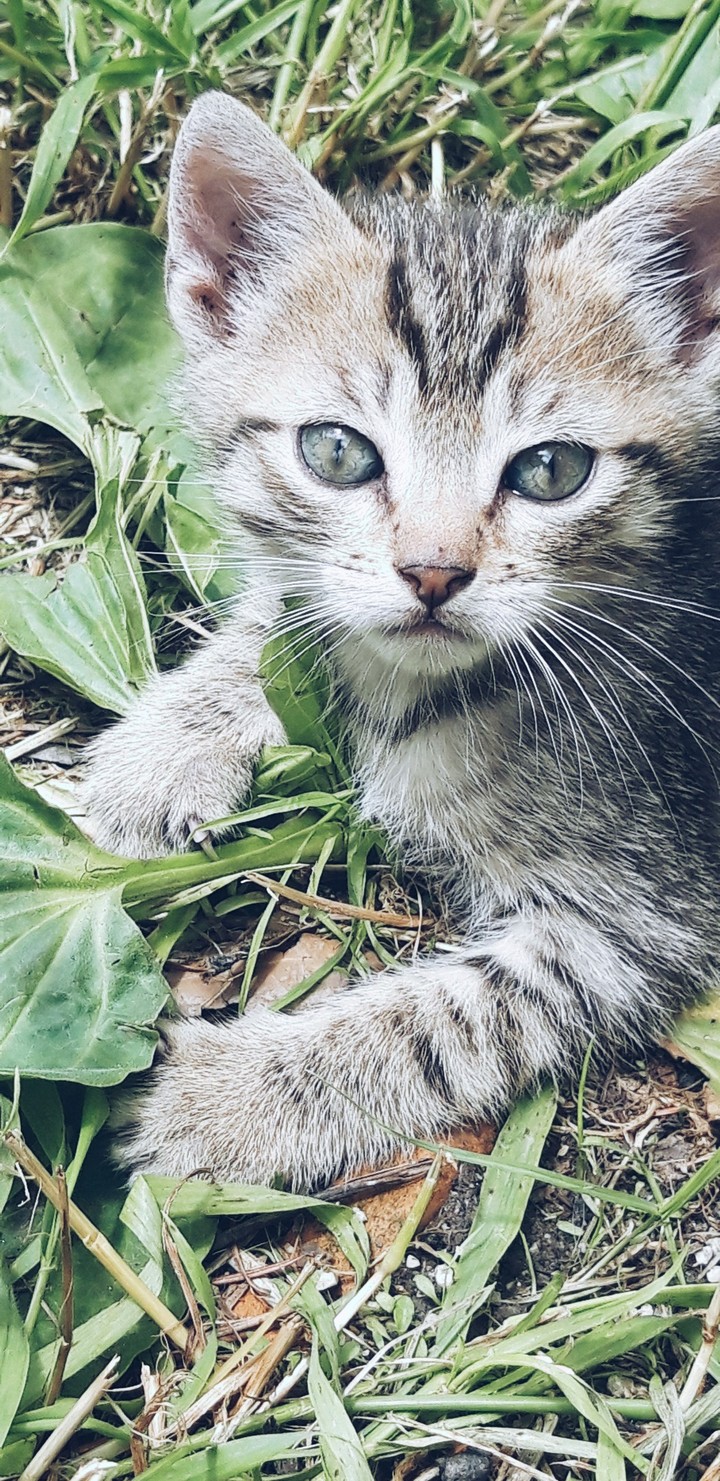 Baby cat looking at camera