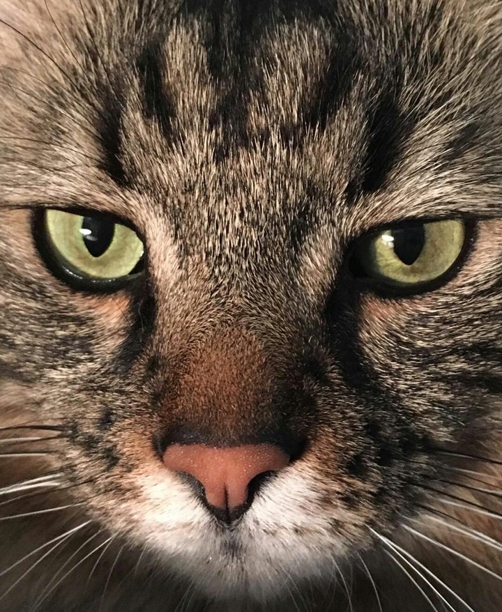 cateyes