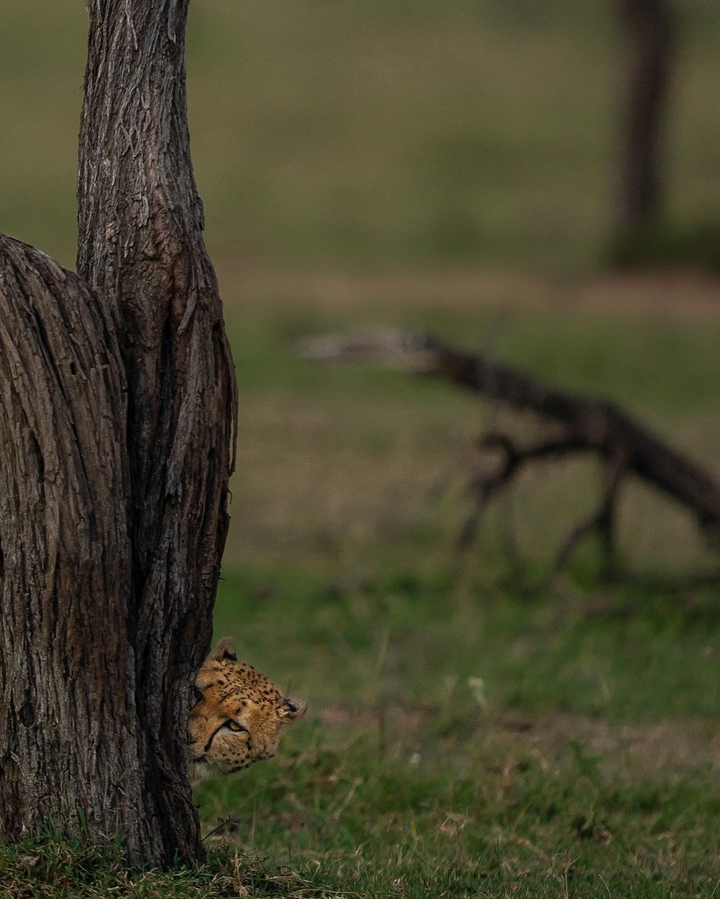 wild cheetah