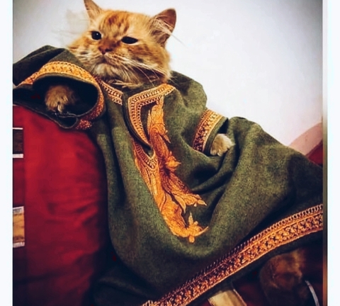 cat, fur wallpapers
