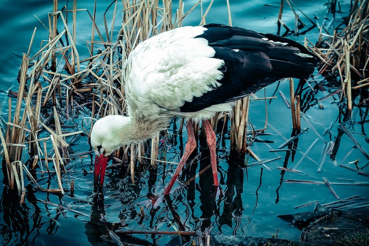 stork