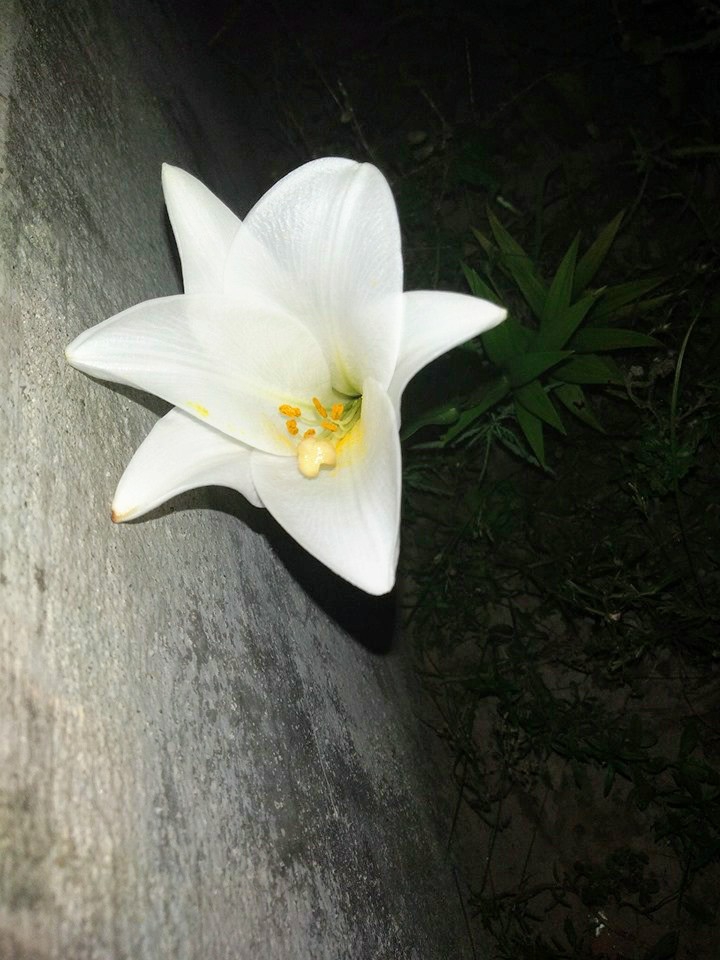 flower