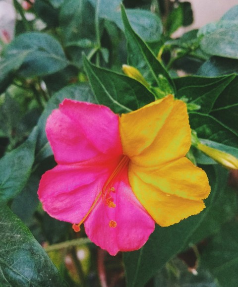 Two colours flower