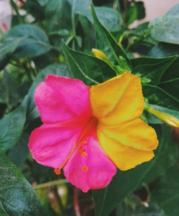 Two colours flower
