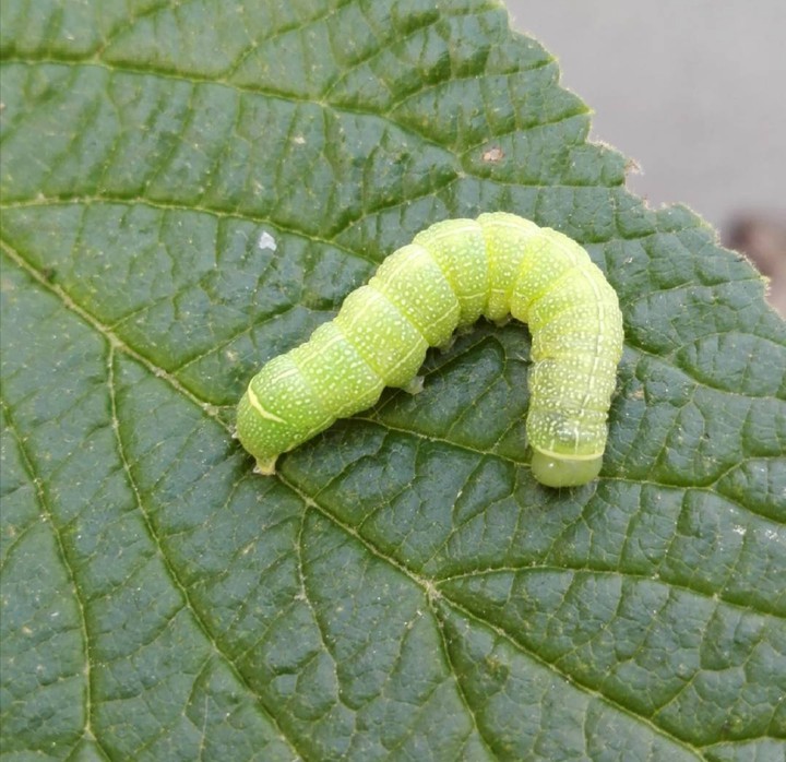 caterpillar