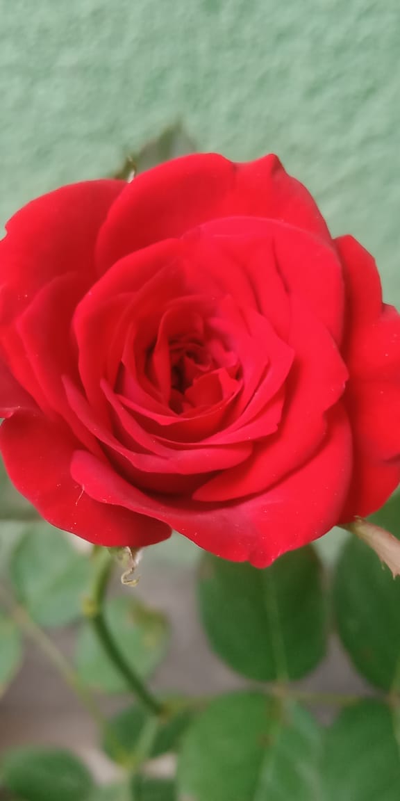 love for rose