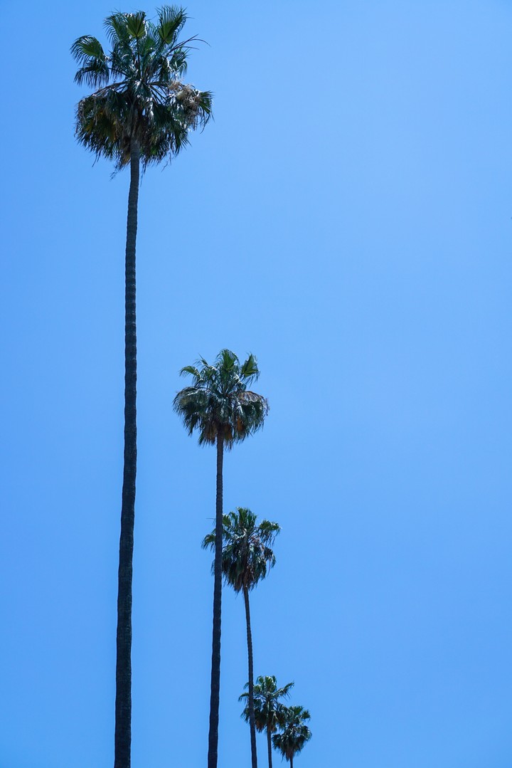 Palm trees