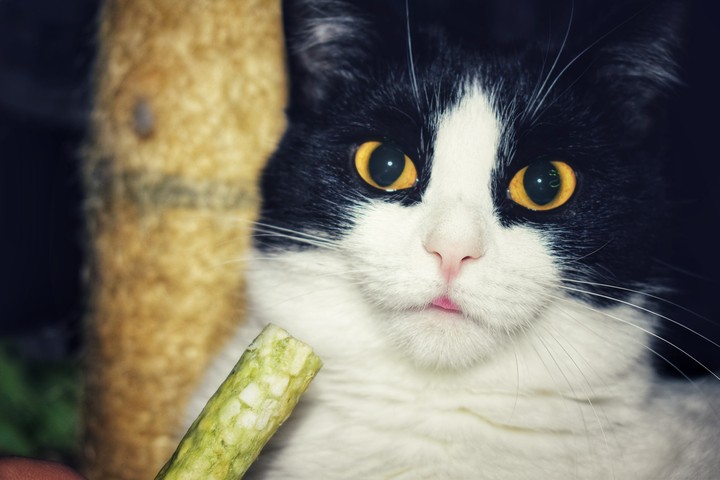 cat's