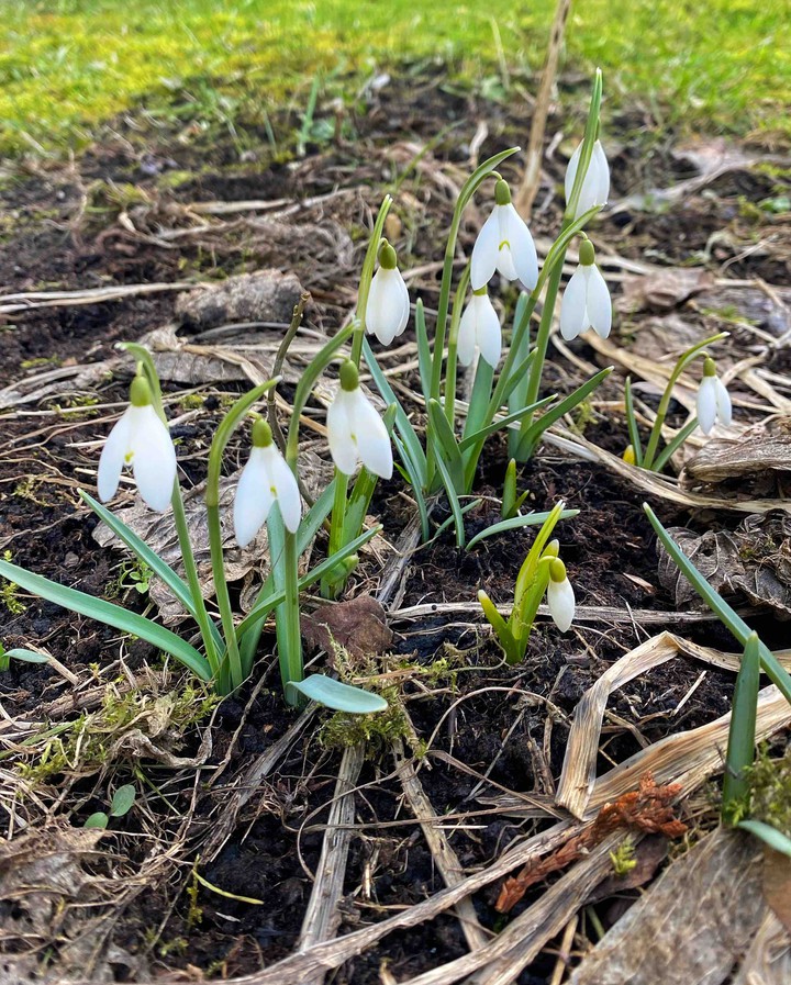 snowdrops