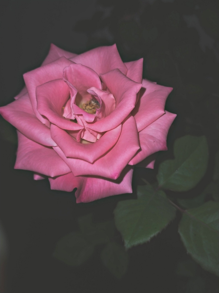 pink flower..