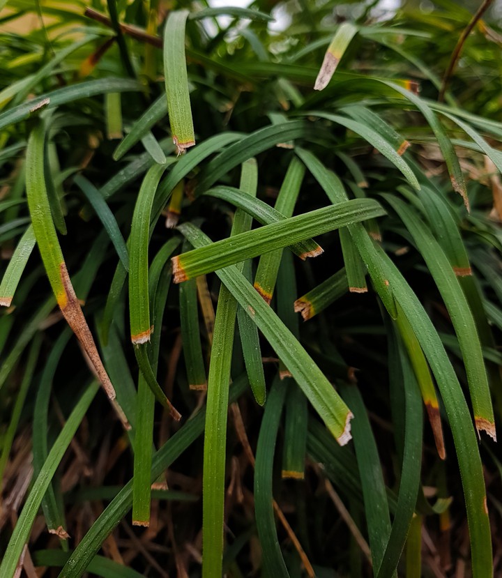 green is life