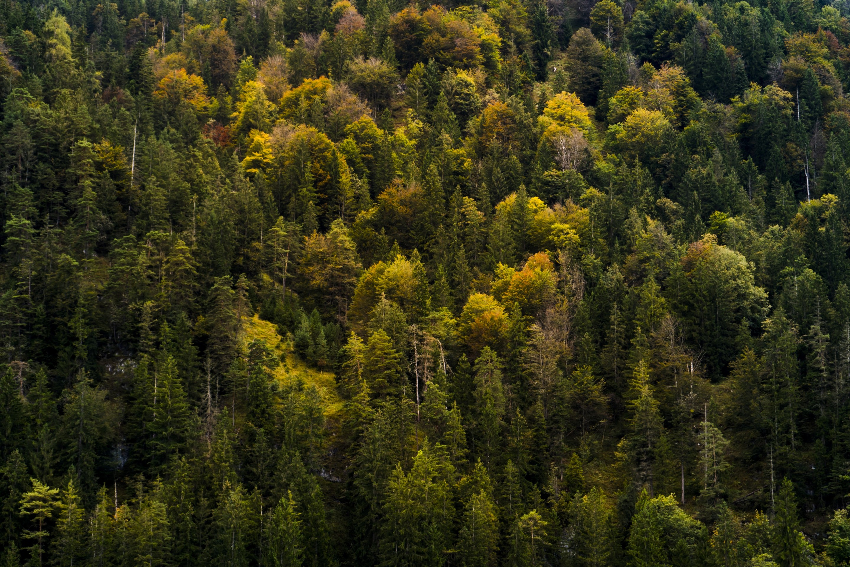 тапети nature, green