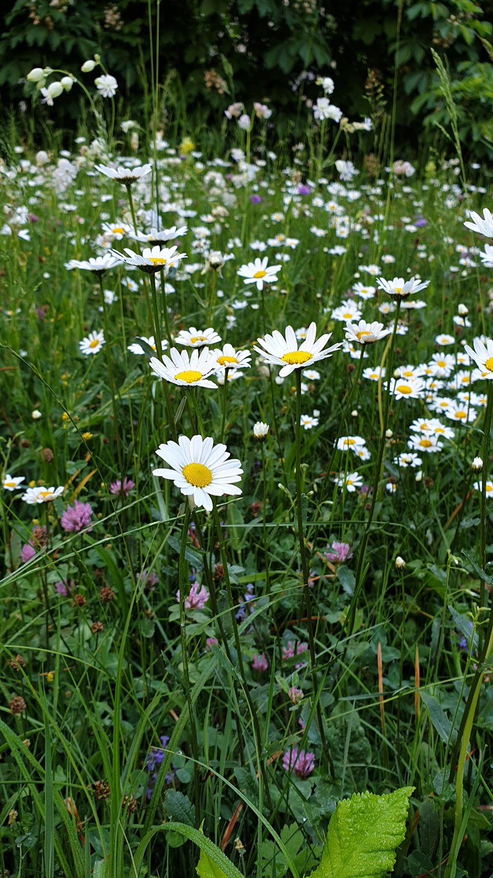 Daisies flowers