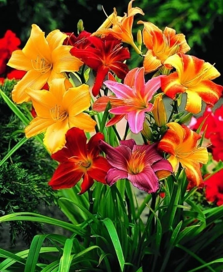 Lily's