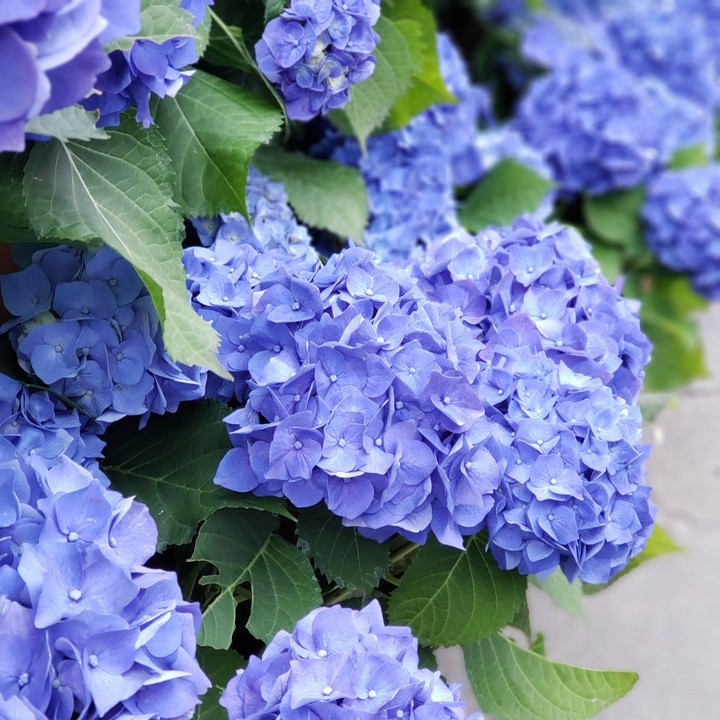 hydrangea