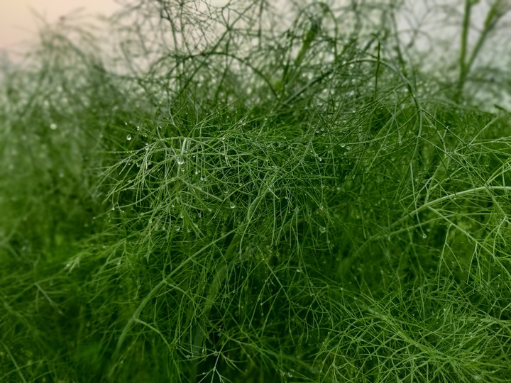 nature