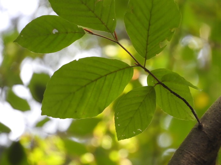 leaves