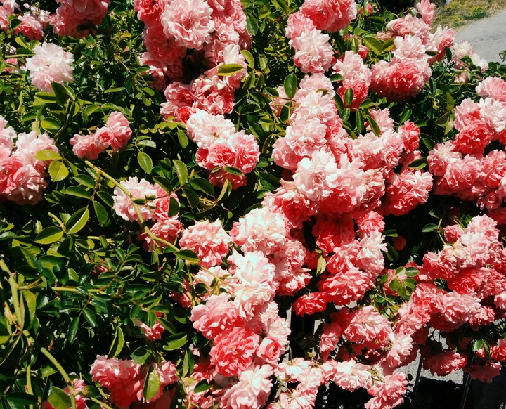 million roses