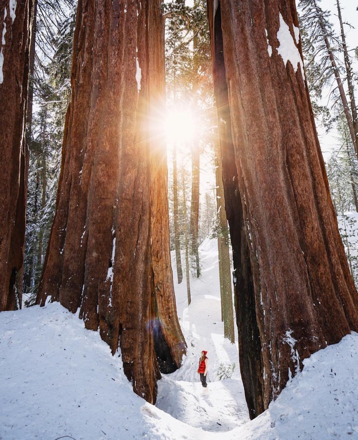 Sequoia
