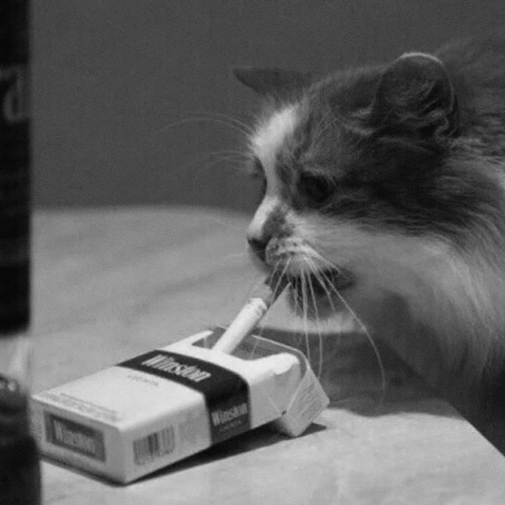 cat