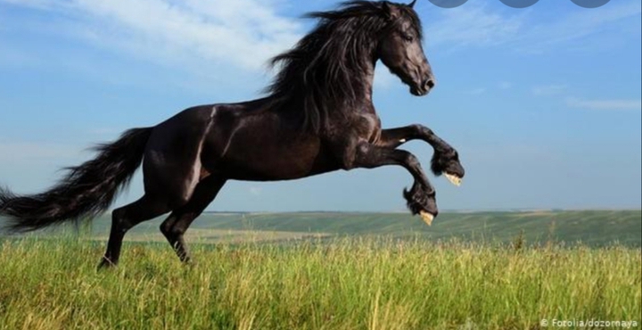 Friese