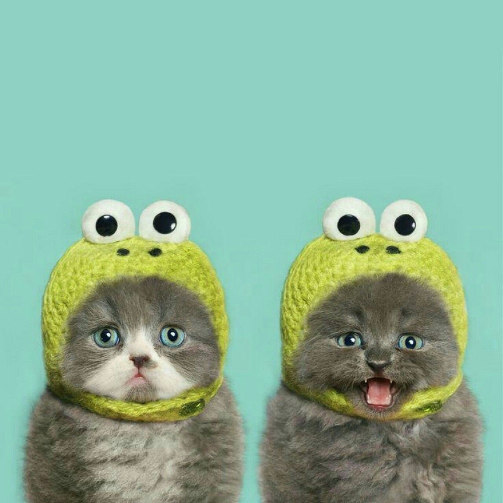 frogcat 