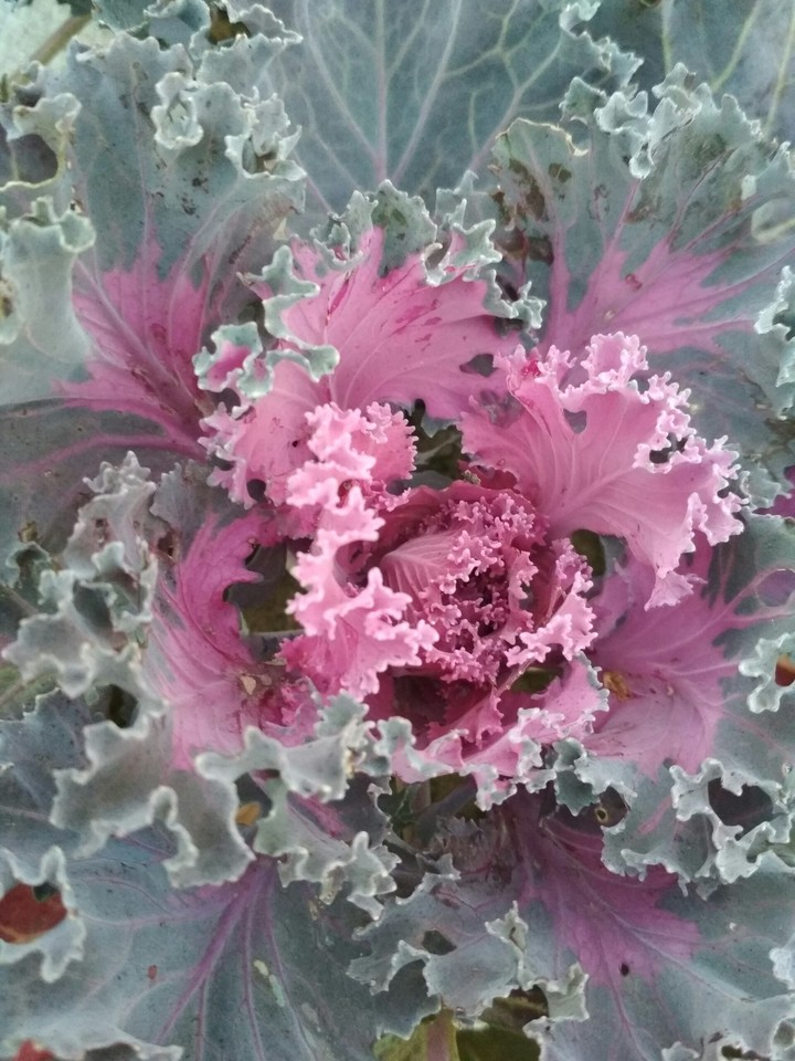 leafy pink