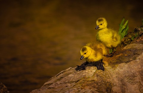 wildlife, beak wallpapers