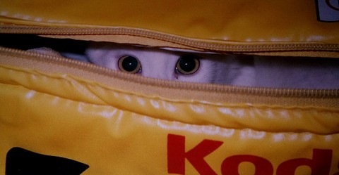 Weiße Katze