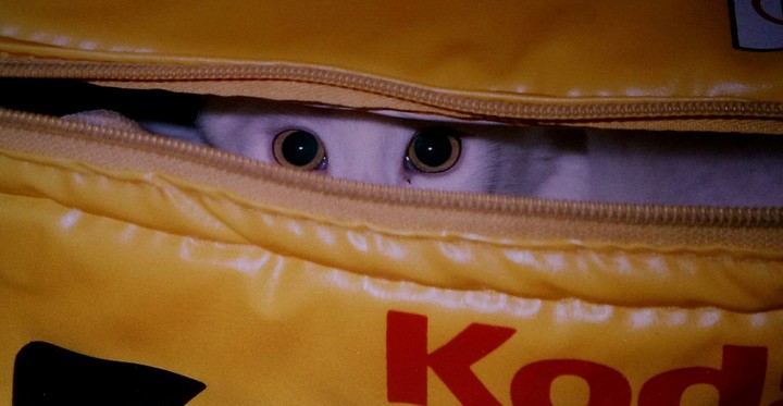 Weiße Katze
