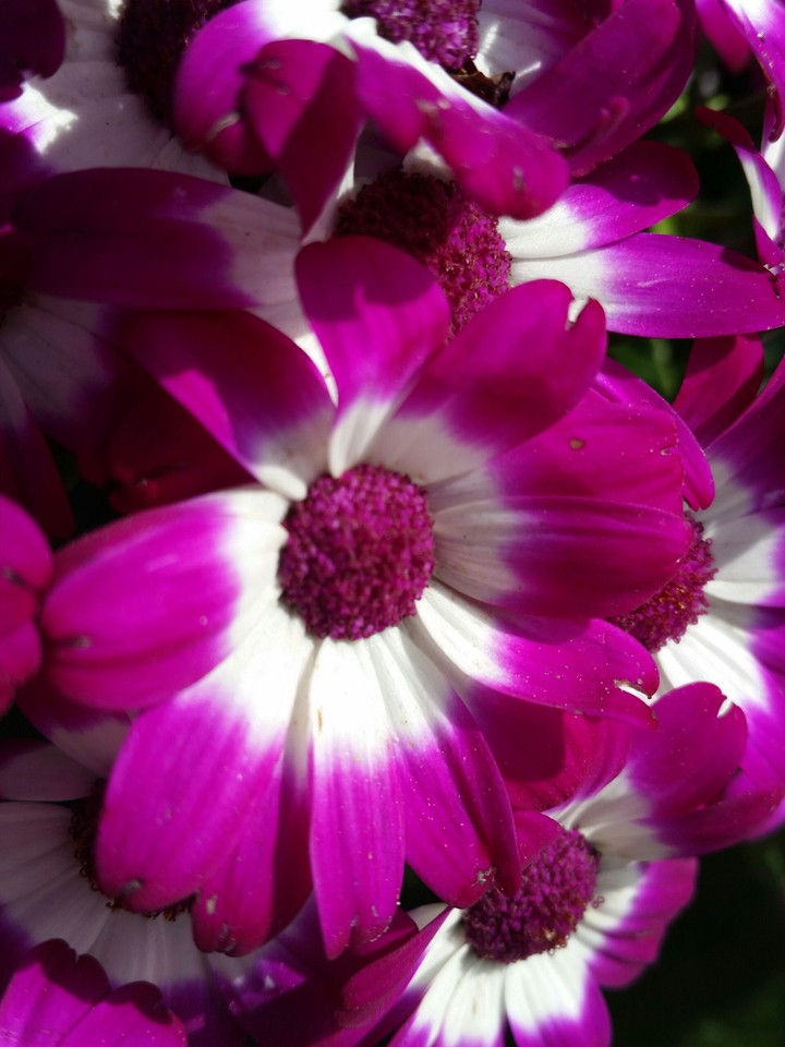 flora