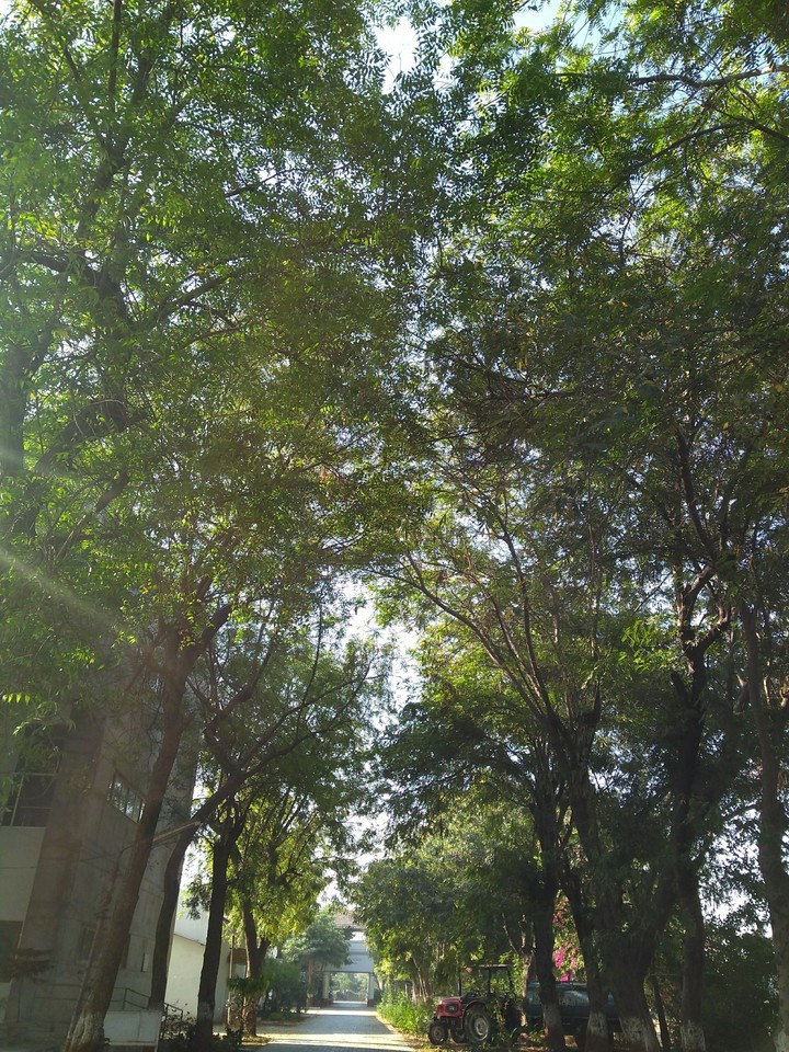 Nature